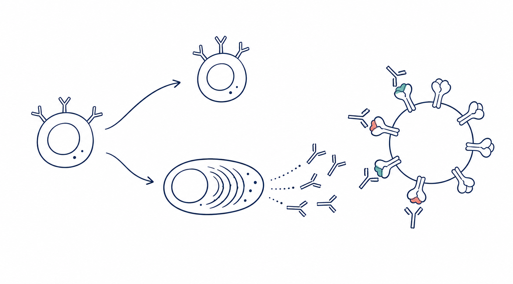Line illustration of B-cell differentiation into memory and plasma cells and the production of neutralizing antibodies