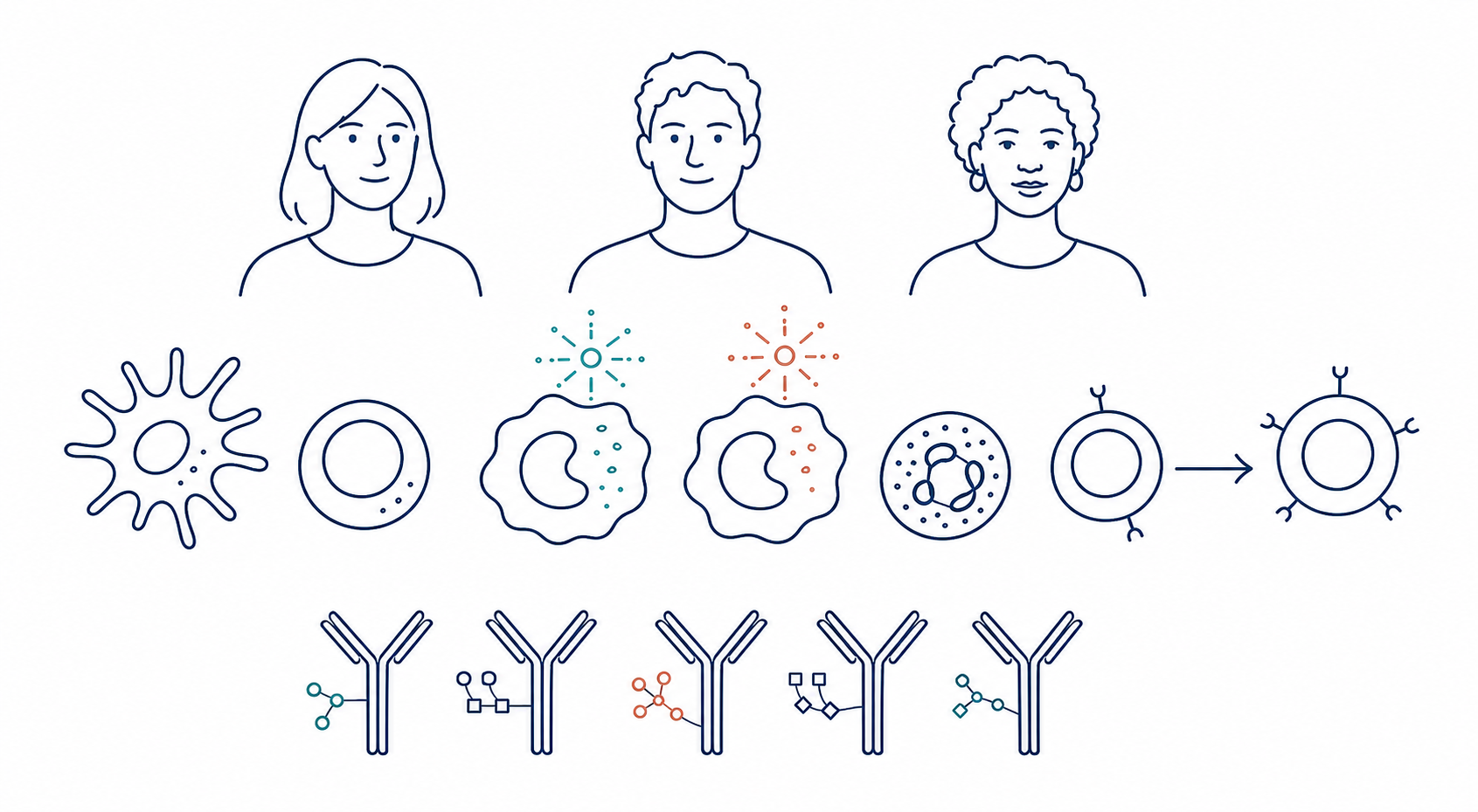 Line illustration of diverse immune baselines, monocyte programs, immunoglobulin glycosylation, and response trajectories