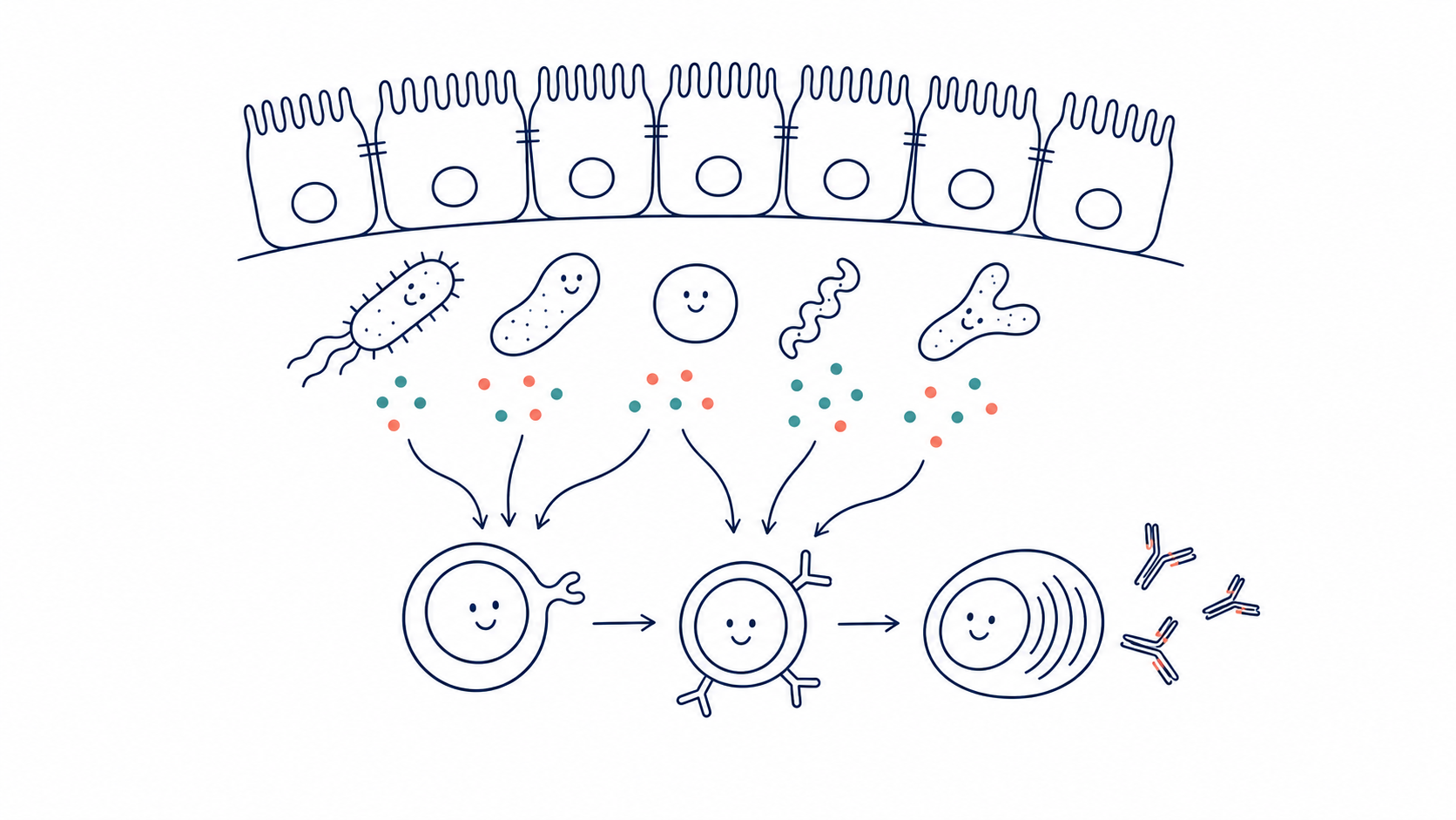 Line illustration of gut microbes and metabolites shaping T-cell help, B-cell activity, and antibody production