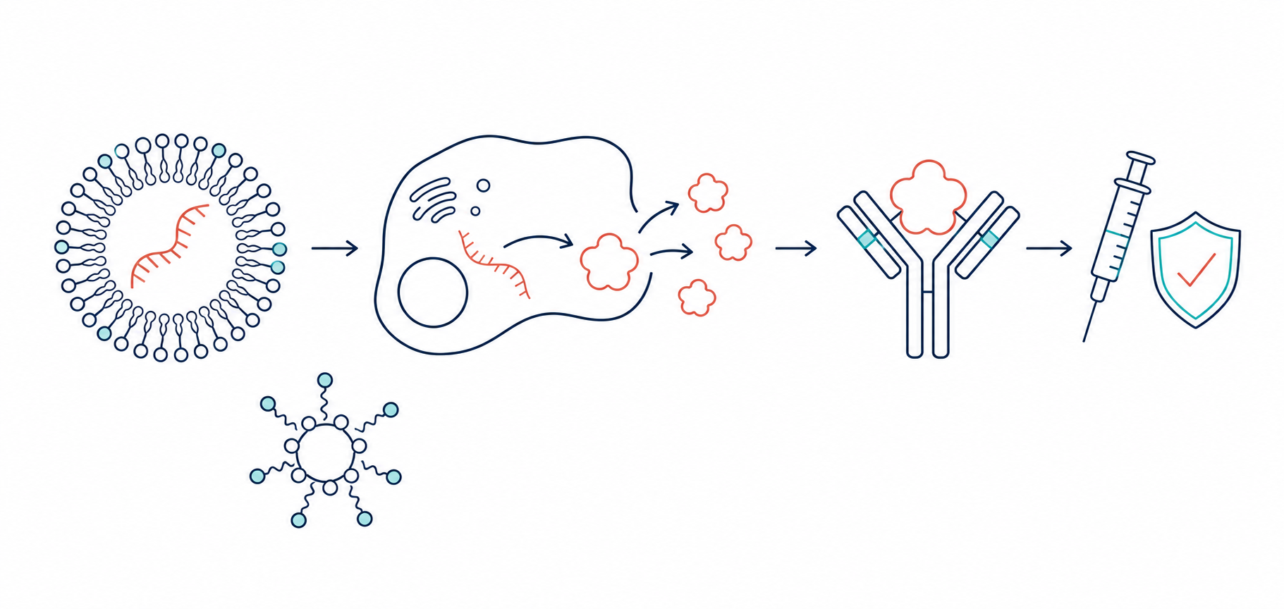 Line illustration of LNP–mRNA delivery, antigen expression, engineered antibodies, vaccination, and immune protection